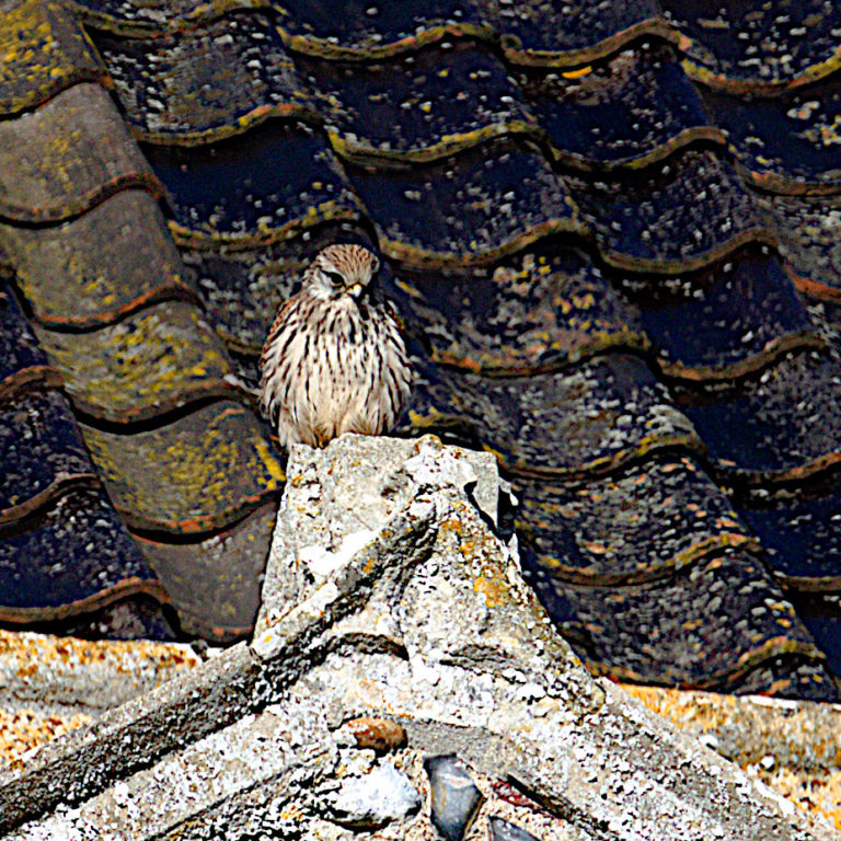 A kestral on the nave