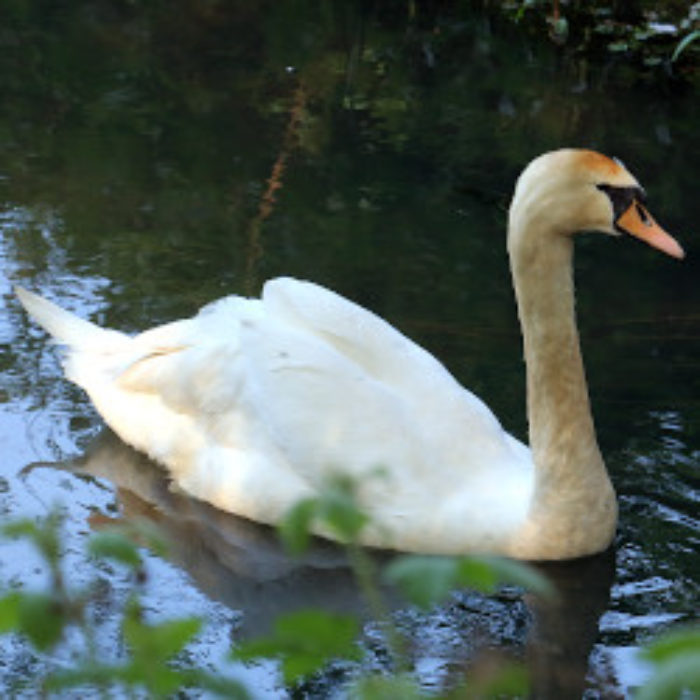 Becky swans in