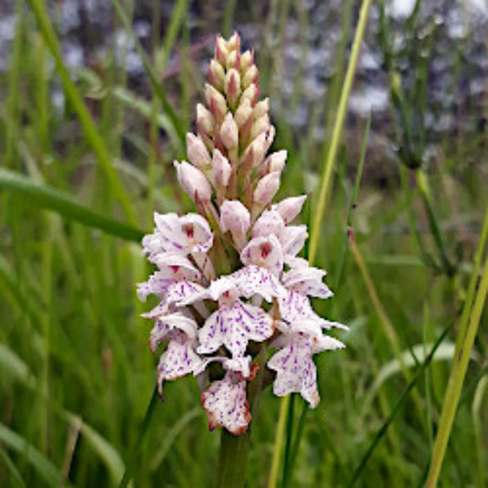 Orchid spotted in Tuttington