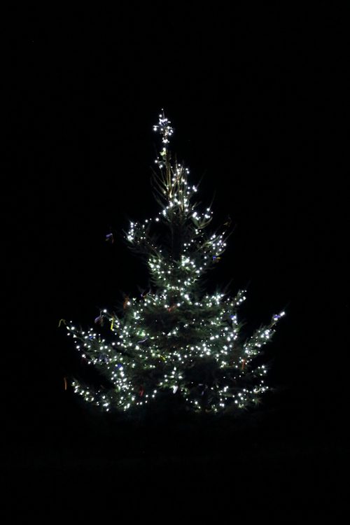 Tree_2020_2