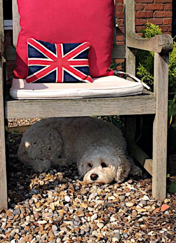 ...Barney back to normal