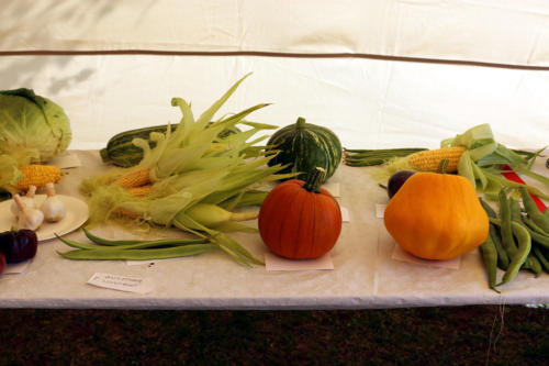 Corn and cucurbits